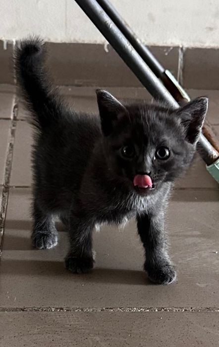 Котята в добрые ручки