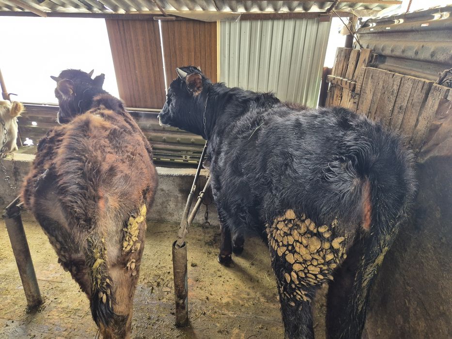 Екы тайынша сатылады