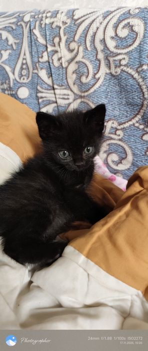 Котята возраст 1 мес