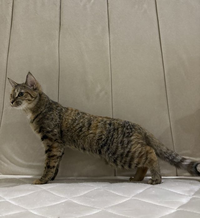 Отдам кошку в добрые руки!