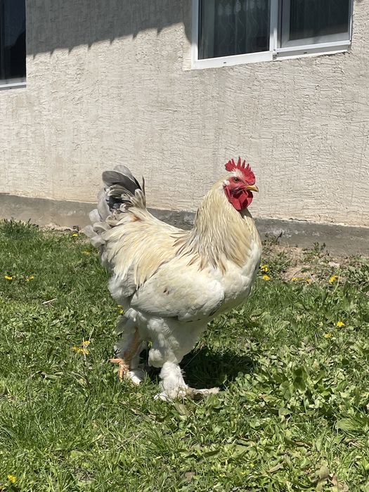 Петух брама