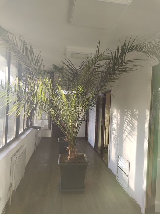 Комнатное пальма живые цветы