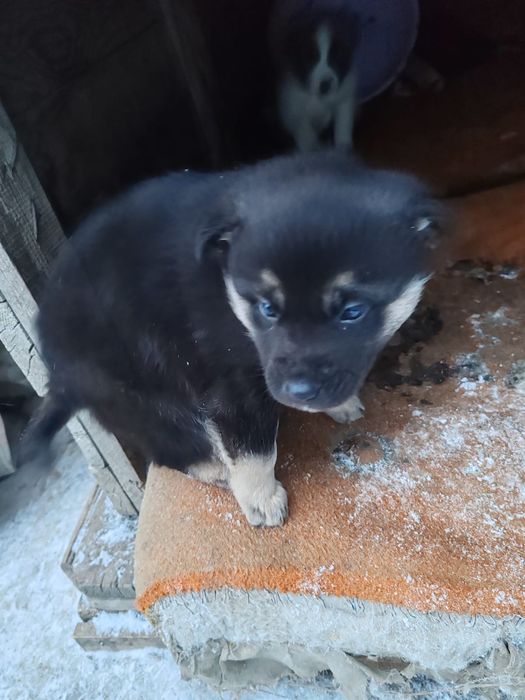 Отдам щенков девочки