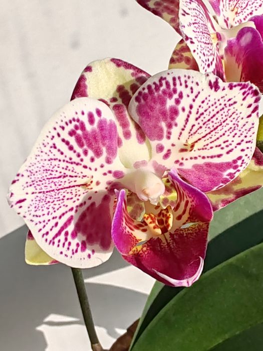 Орхидея фаленопсис