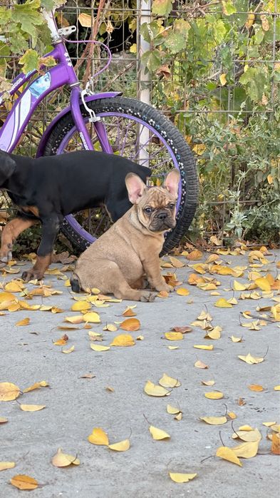 Сұлулықты бақылап отырған көп адамдармен Вудман кастингіндегі анальды порно