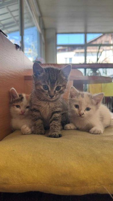 отдам котят в хорошие руки