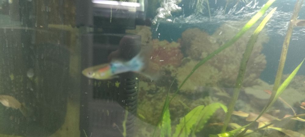 Аквариум продам с рыбки гуппи