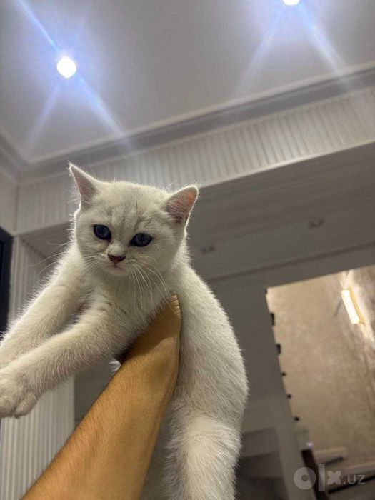 Mushuk,shinshilla