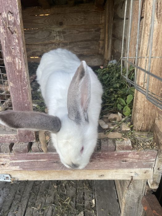 Vand o iepuroaica fi un iepuroi