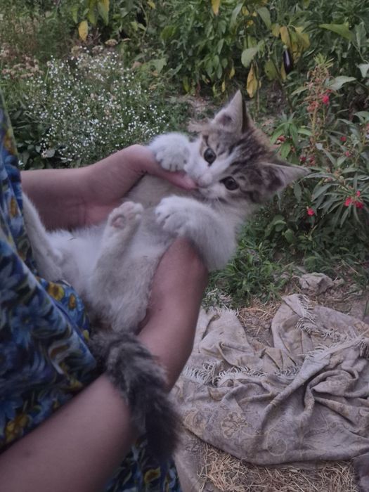 Бесплатно отдаём котёнка девочку в добрые руки