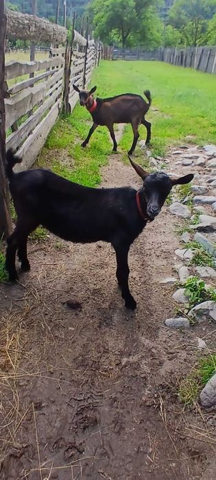 Ied/tapisor alpin francez din capră bună de lapte.