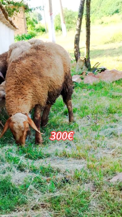 Продавам две мъжки агнета