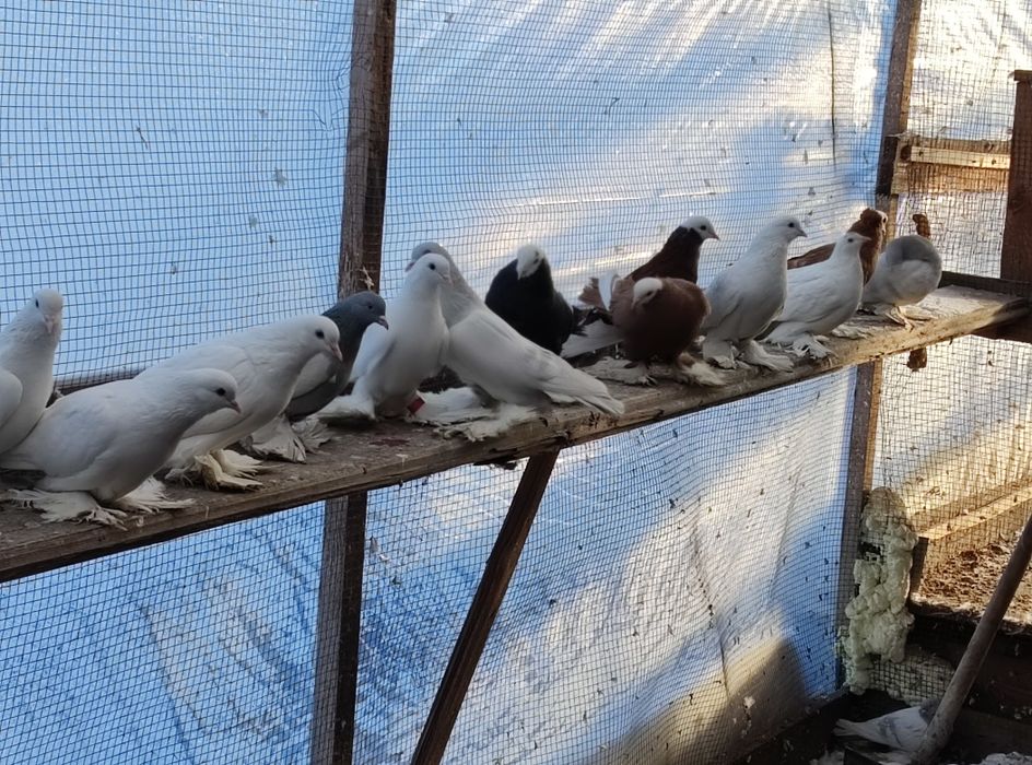 Продам голубей персов
