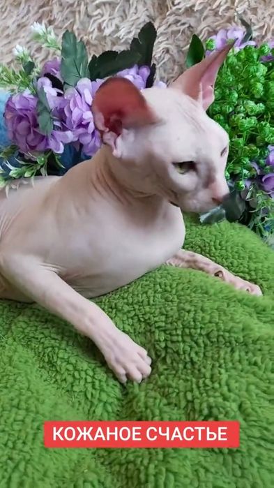 Лысая Сфинкс - девочка