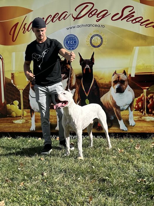 Mascul Dog Argentinian / Dogo Argentino