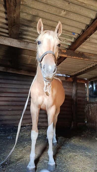 Продам пегова жеребчика