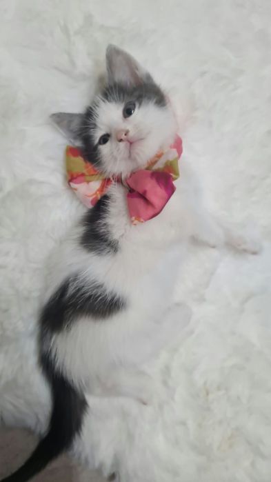 Adoptie pui de pisicia
