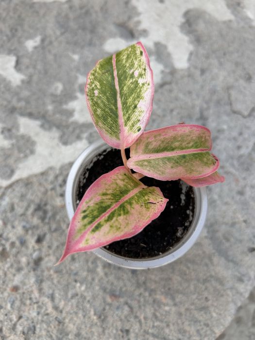 Продам аглонему детка