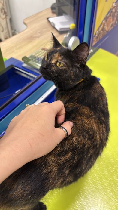 Отдам кошку стерелизована