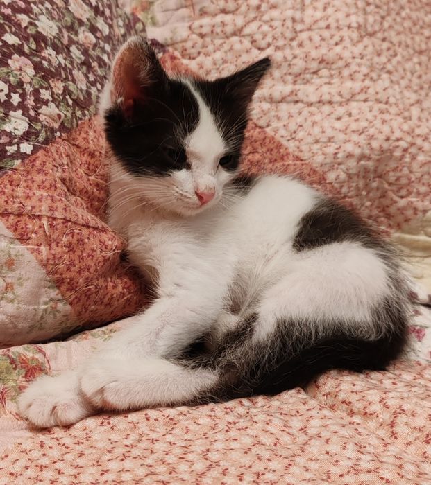 Котята 2 мес, мальчики и девочки