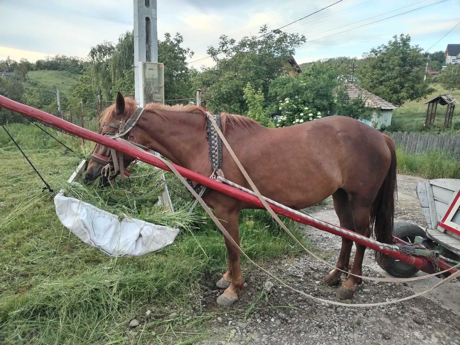 Se vinde iapă, vârstă 9 ani.