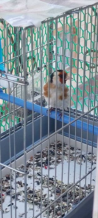 Йиллик кокил сотилади