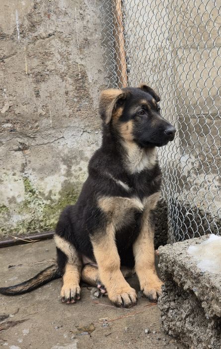 Чистокровные щенки овчарки