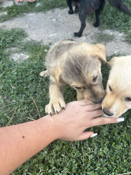 Donez căței de talie mare
