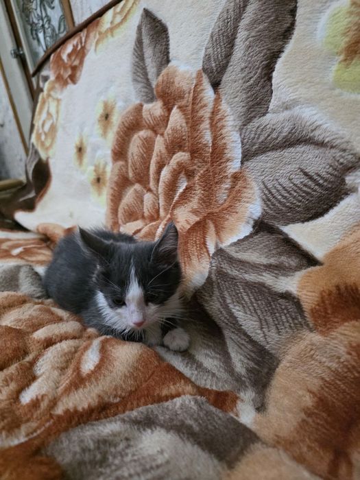 В добрые руки красивый котенок