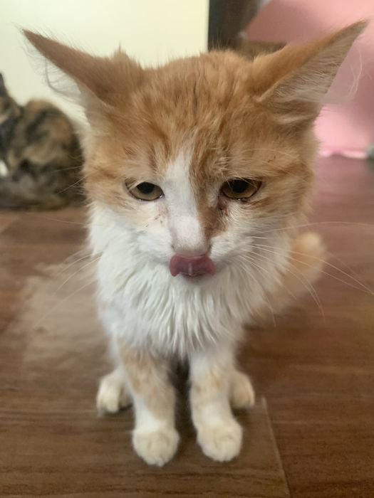 отдам кота в добрые руки