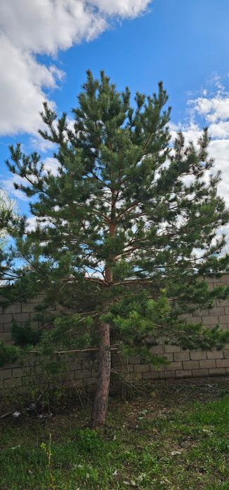 Продам ели и туя