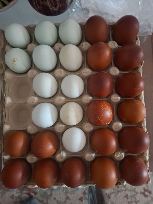 Marans ouă pentru incubat