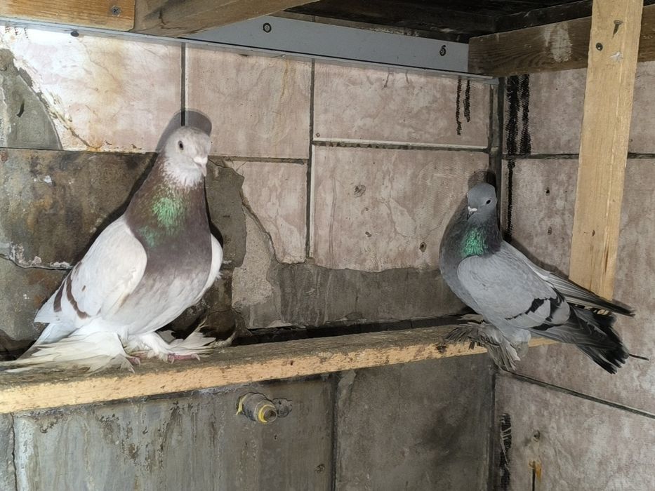 Голуби пара продам