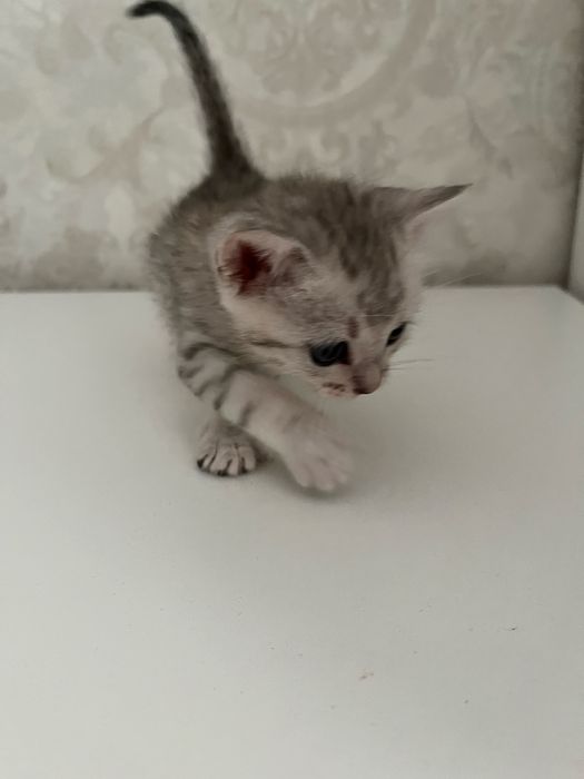 Кошка шиншила девочка
