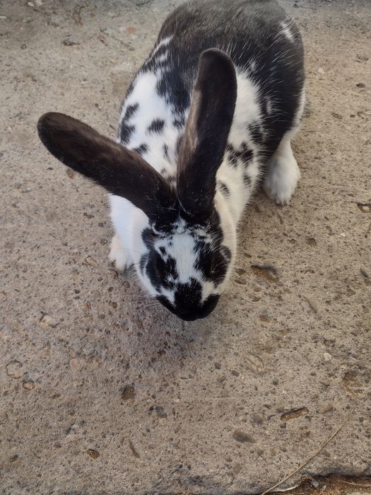 Vând femela cu vârsta de un an