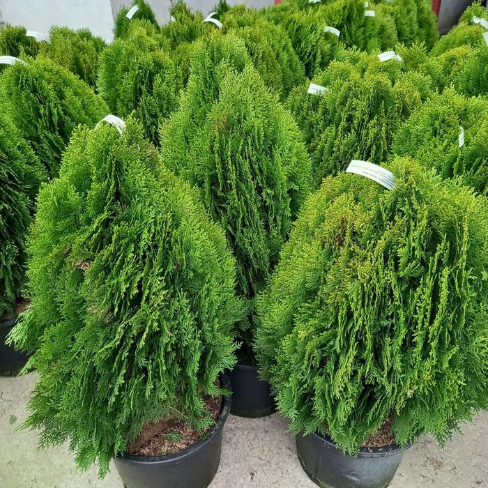 Туя смаракта,вечнозеленый кустарник,туи