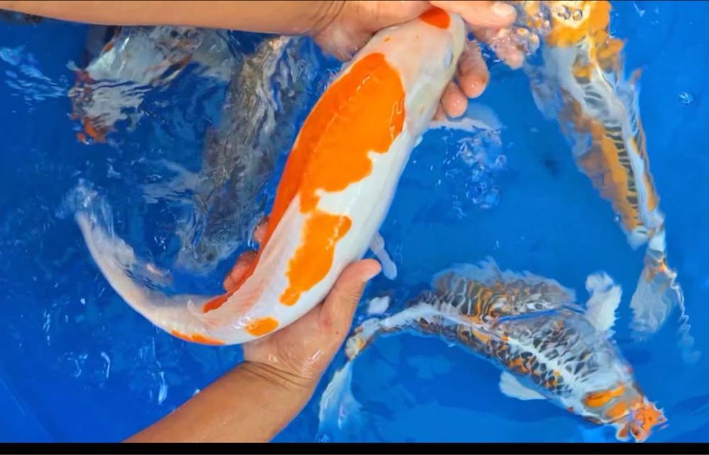 Кои рыба для пруда