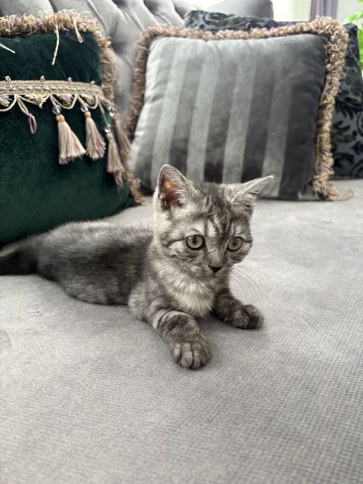 котенок мальчик шотландец