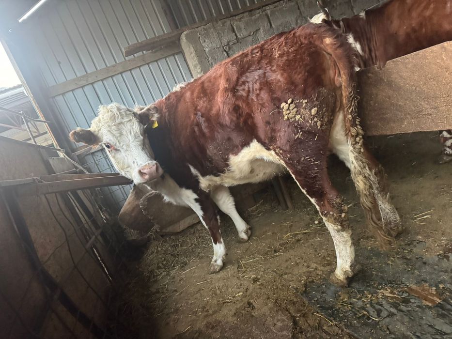 Сельхоз животное