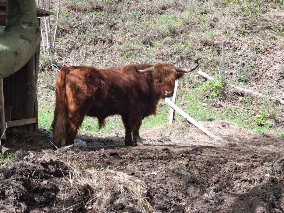 Vindem vaci Highland