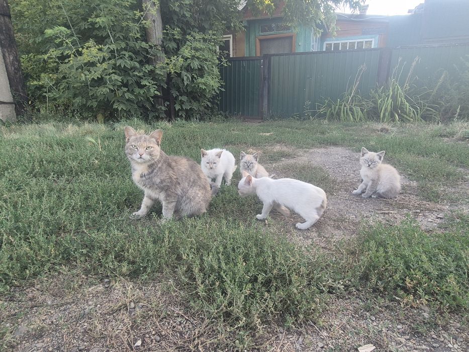 Кошка и котята породистые