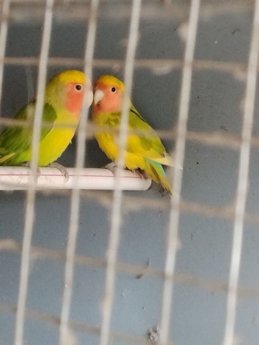 Nerzluchniki sotiladi