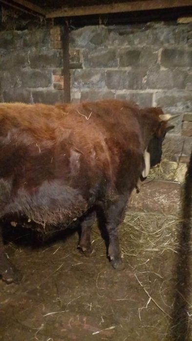 Продам быка крупного 1.9месецев