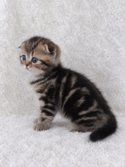 вислоухий котенок