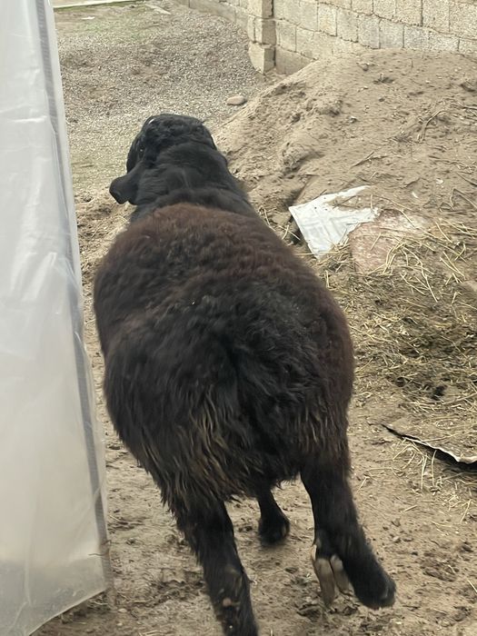 qochqorlar sotiladi srochno