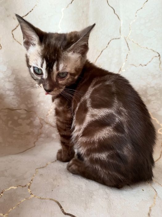 Снежный бенгальский котик