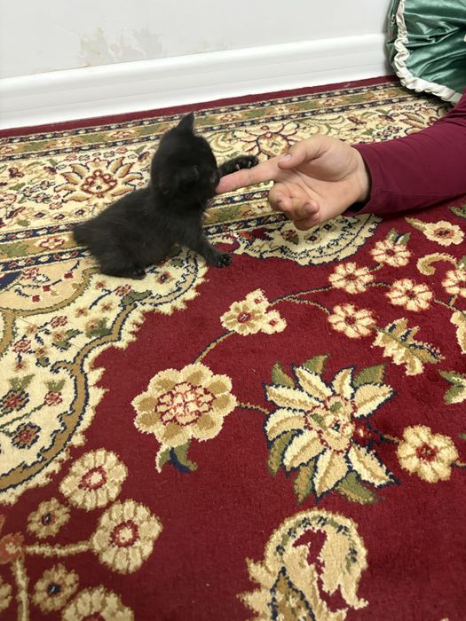 Отдам в хорошие руки котенка