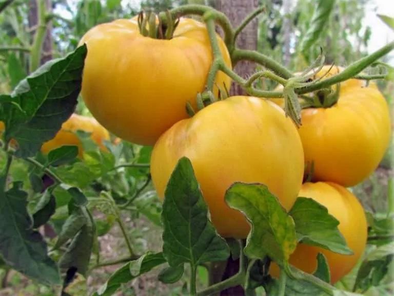 Продам помидоры домашние