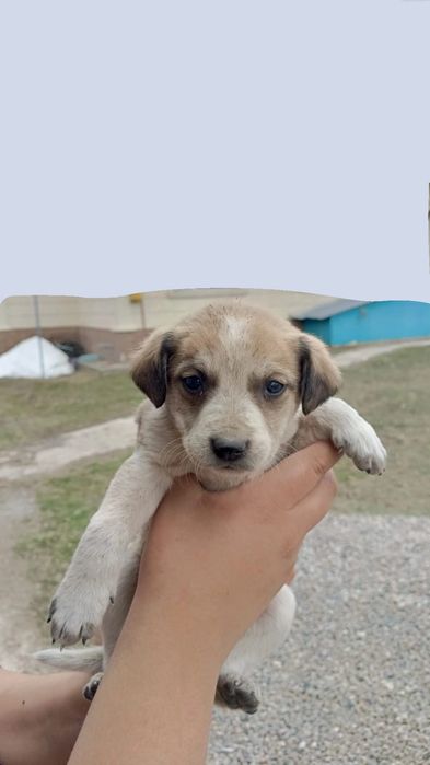 Отдам СРОЧНО щенков