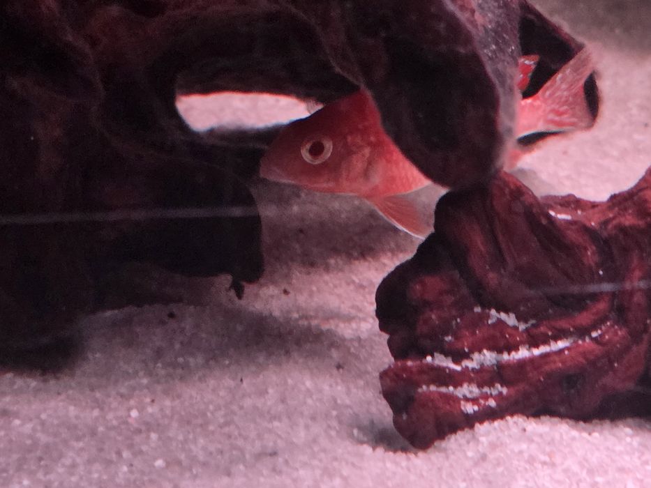 Красная орхидея, альбинос